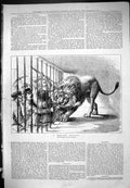 Original Old Antique Print Perilous Position Lion Attack Man Zoo 1876 Moore