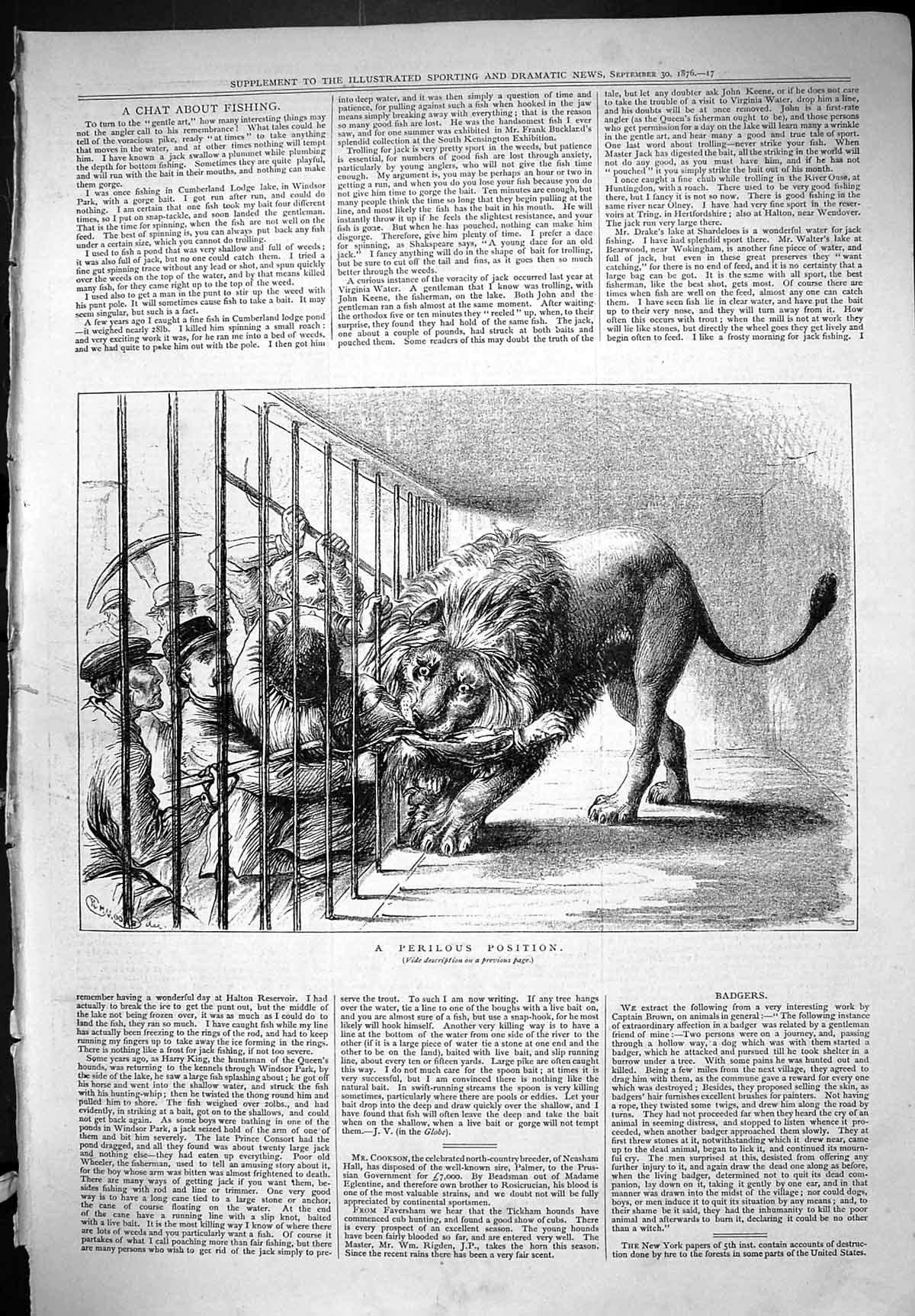 Original Old Antique Print Perilous Position Lion Attack Man Zoo 1876 Moore