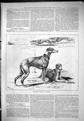 Original Old Antique Print Greyhound Dog Racing Hendon Sport Animals 1876 Moore