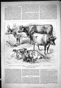 Old Islington Dairy Show Cattle Cows Ayrshire Calves Jersey 1876 Moor Victorian