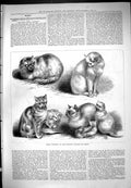Original Old Antique Print Prize Winners Crystal Palace Cat Show Animals 1876