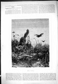 Original Old Antique Print Almost A Dinner Fox Hunting Bird Animals 1876 19th