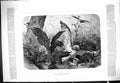 Original Old Antique Print Birds Fighting Over Prey Animals Hunting 1876 19th