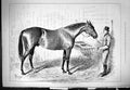 Antique Old Print Fathers English Stud Blue Gown Horse Animals 1876 Sturgess