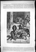 Original Old Antique Print Dogs Hounds Horses Pets Animals In Waiting 1876 19th