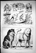Old Assault At Arms James Hall Arctic Dogs Pandora Animals Pets 1876 Victorian