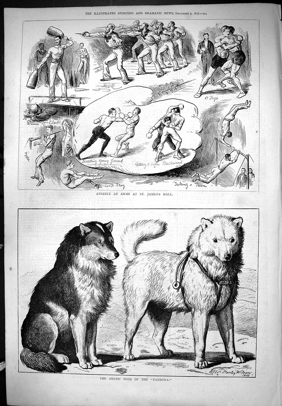 Old Assault At Arms James Hall Arctic Dogs Pandora Animals Pets 1876 Victorian