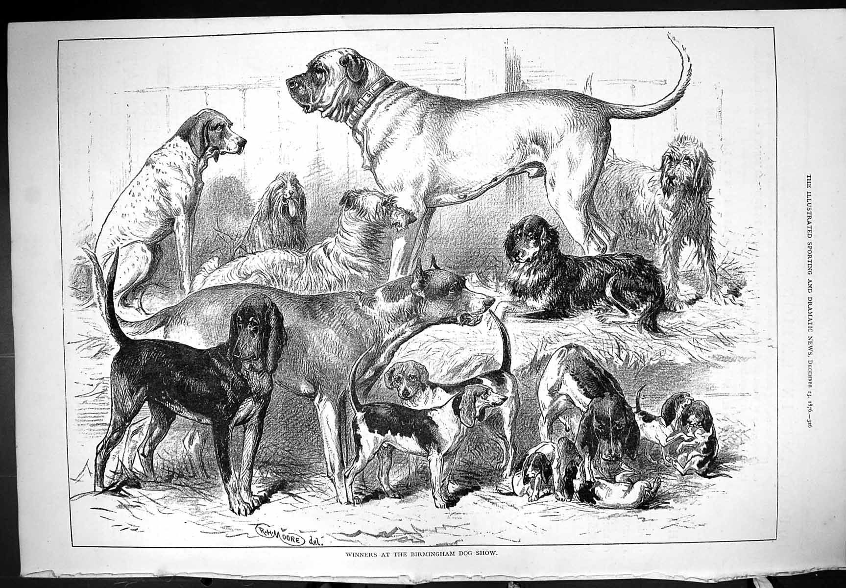 Original Old Antique Print Winners Birmingham Dog Show 1876 Moore Victorian