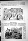 Antique Print 1876 Meet The Owl Hounds Broadside Dog Animals Hunting Sport 19th