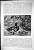 Antique Old Print Cobham After Me Duck Birds Food Animals Outdoor Scene 1877
