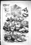 Old Antique Print 1877 Margate Poultry Bird Show Prize Winners Sketches 19th