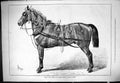 Original Old Antique Print 1877 Czar Prince Wales State Carriage Horse Sturgess