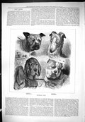 Antique Old Print Emotional Dogs Choleric Melancholy Sanguine Phlegmatic 1877