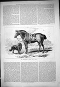 Original Old Antique Print 1877 Mr Sherwood Punch Bear Horse Dog 19th