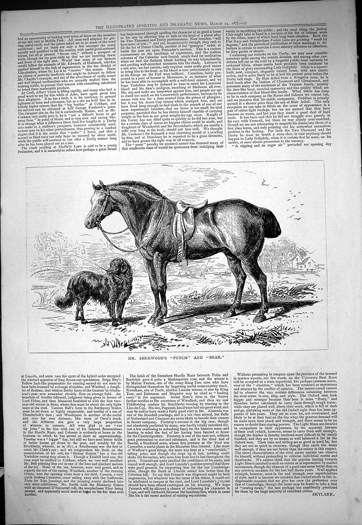 Original Old Antique Print 1877 Mr Sherwood Punch Bear Horse Dog 19th