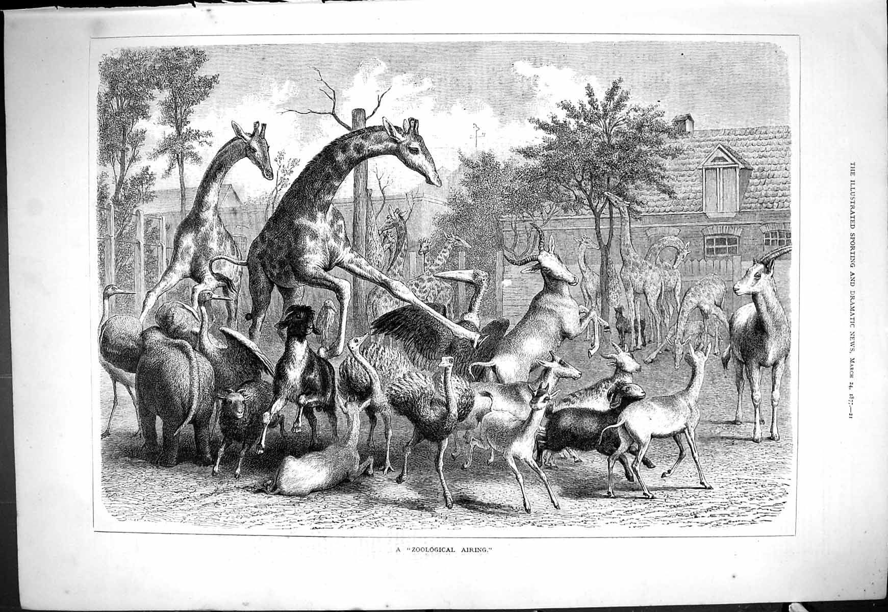 Antique Old Print 1877 Zoological Airing Animals Giraffe Emu Birds Elephant