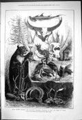 Old 1877 Indian Hunting Trophies Zoological Animals Prince Wales Hunt Victorian
