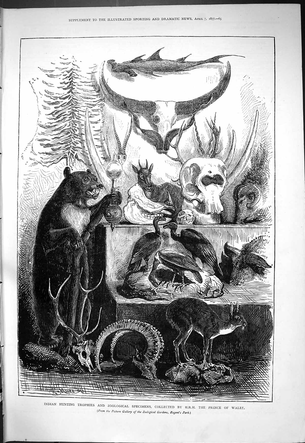 Old 1877 Indian Hunting Trophies Zoological Animals Prince Wales Hunt Victorian