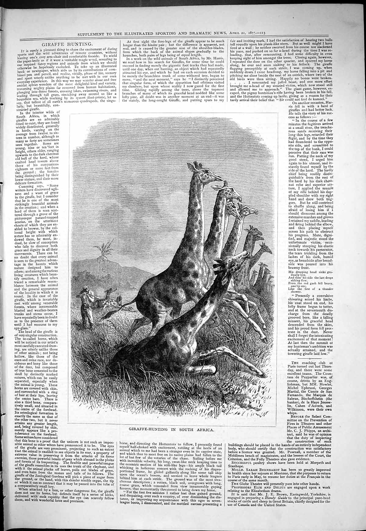 Original Old Antique Print 1877 Giraffe Hunting Shooting South Africa Sport