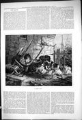 Original Old Antique Print 1877 Hard Grip Fighting Dogs Animals 19th