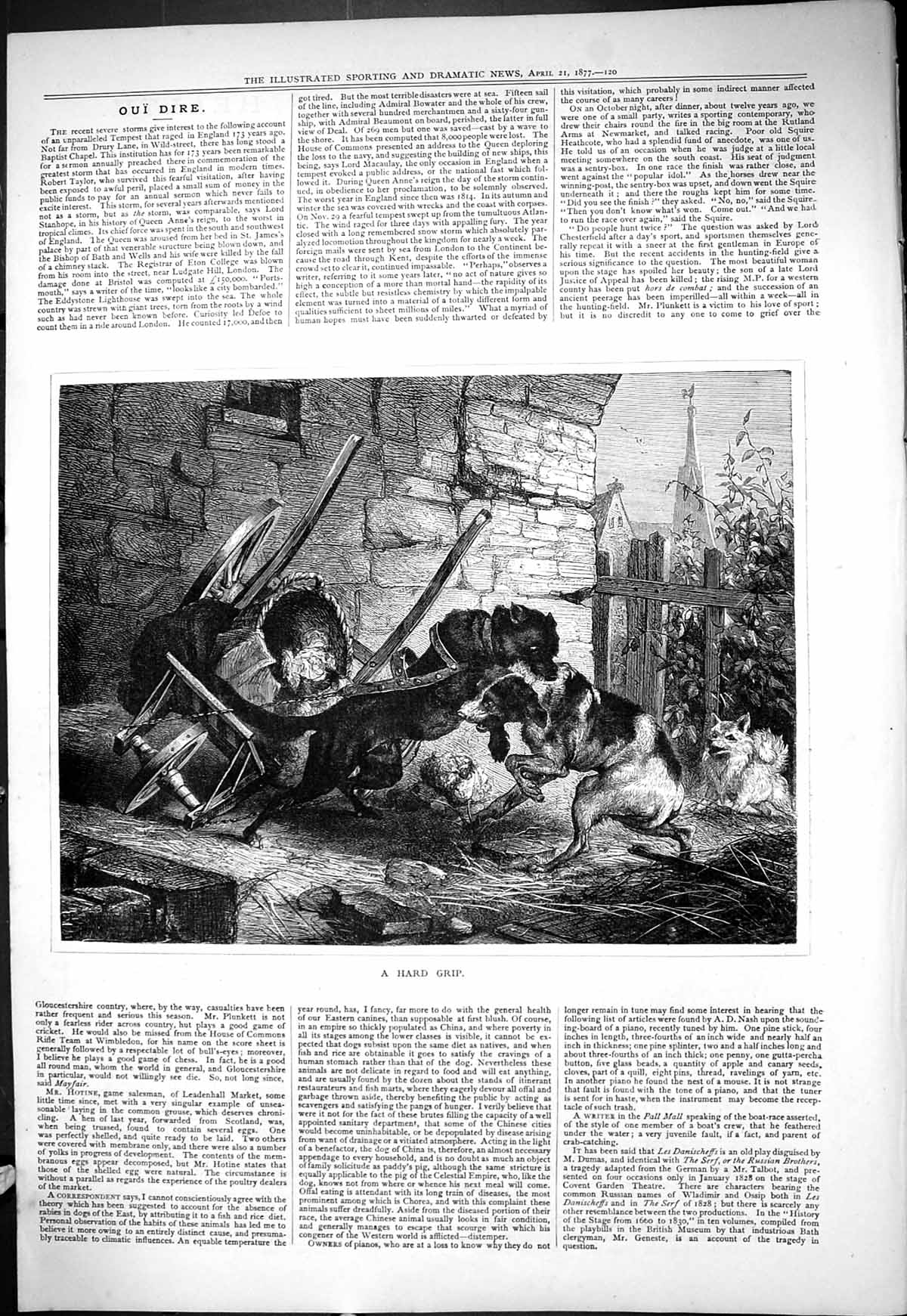 Original Old Antique Print 1877 Hard Grip Fighting Dogs Animals 19th