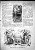 Old 1877 Monkey Zoological Gardens Scene Jean Dacier Comedie Francais Victorian
