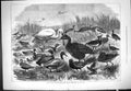 Original Old Antique Print 1877 Wild Fowl Preservation Birds Nature Victorian