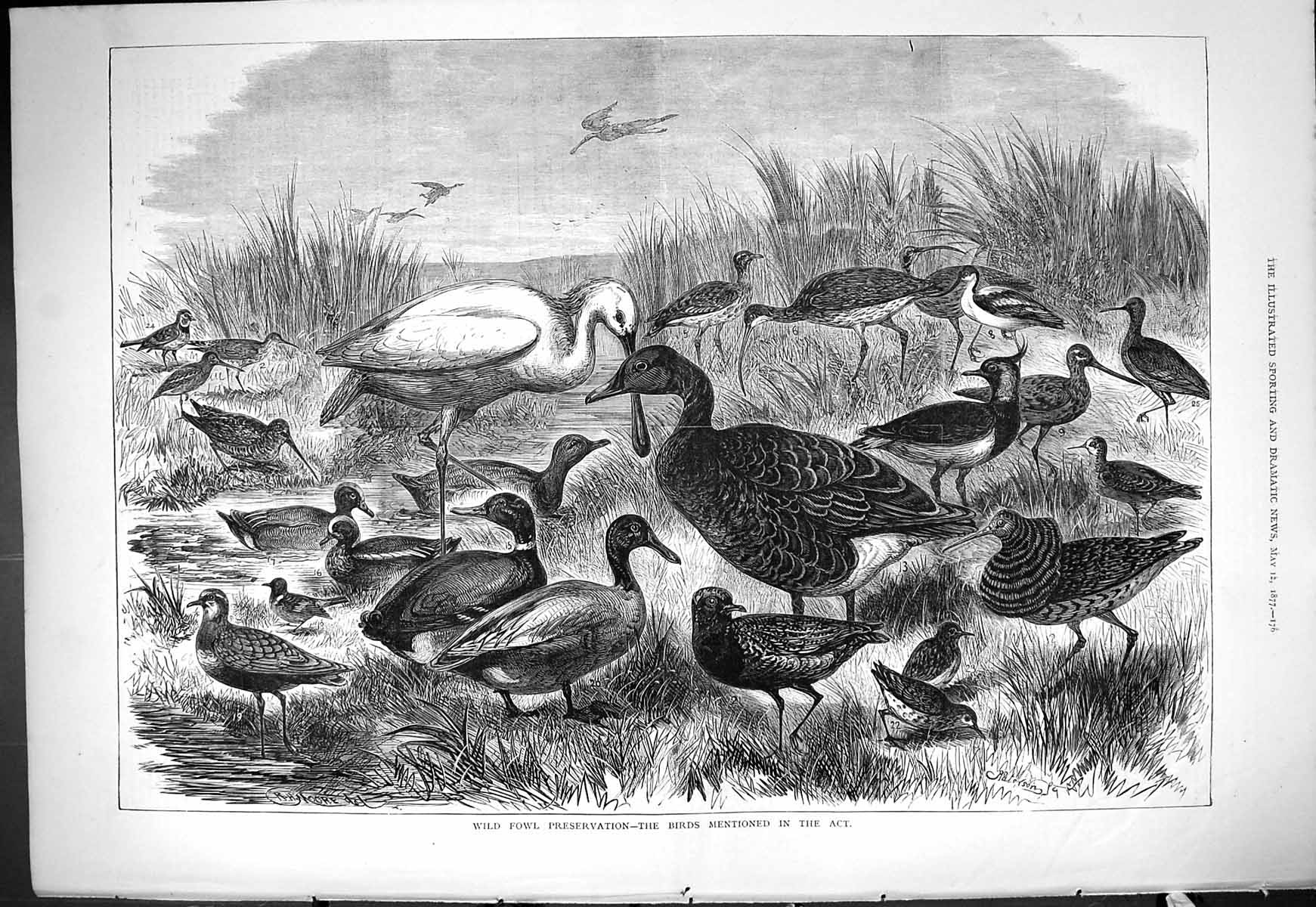 Original Old Antique Print 1877 Wild Fowl Preservation Birds Nature Victorian