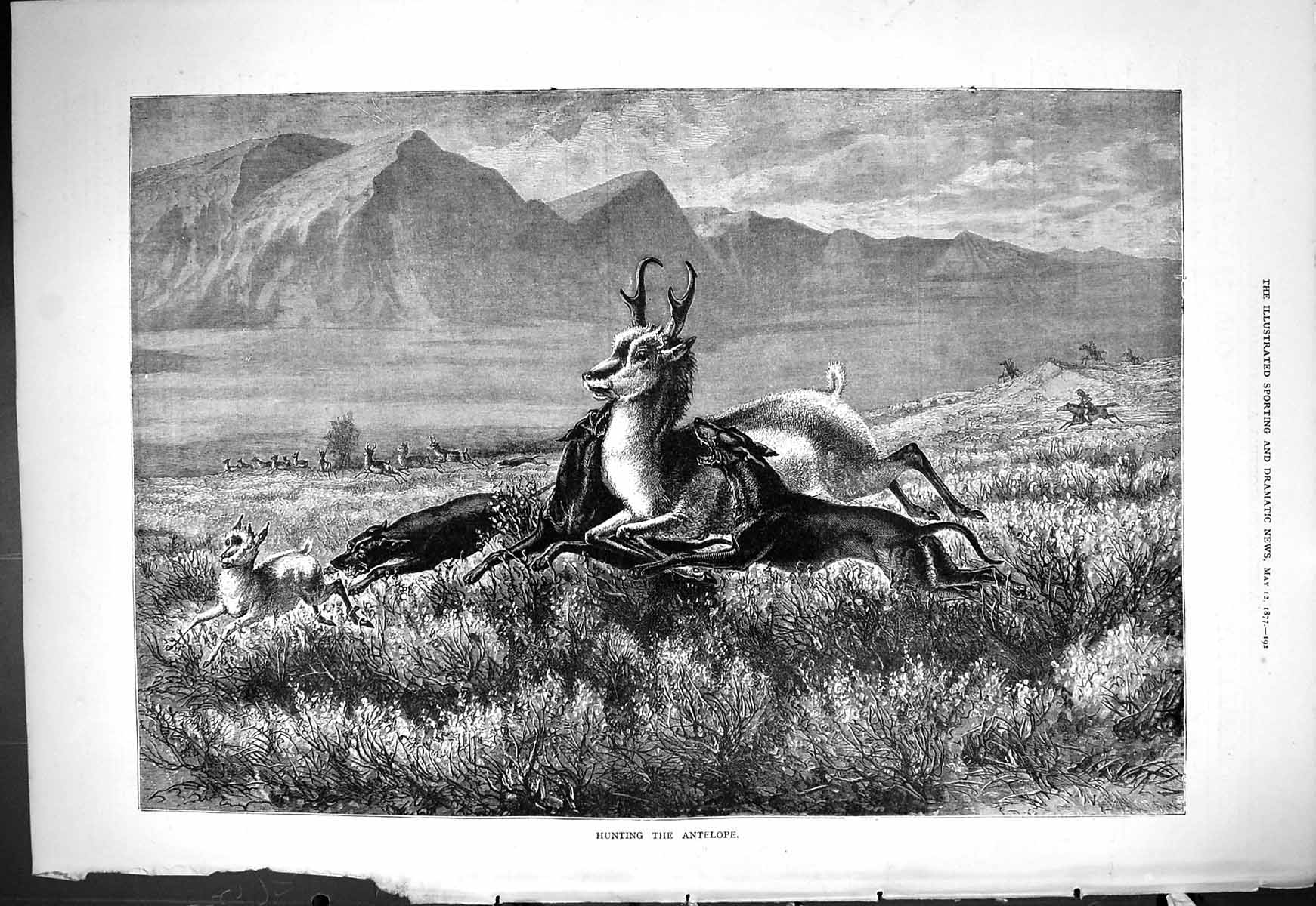 Old Antique Print 1877 Hunting Antelope Mountains Scene Hounds Dogs Sport 19th