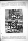 Original Old Antique Print 1877 Group Bull Dogs Pets Animals 19th