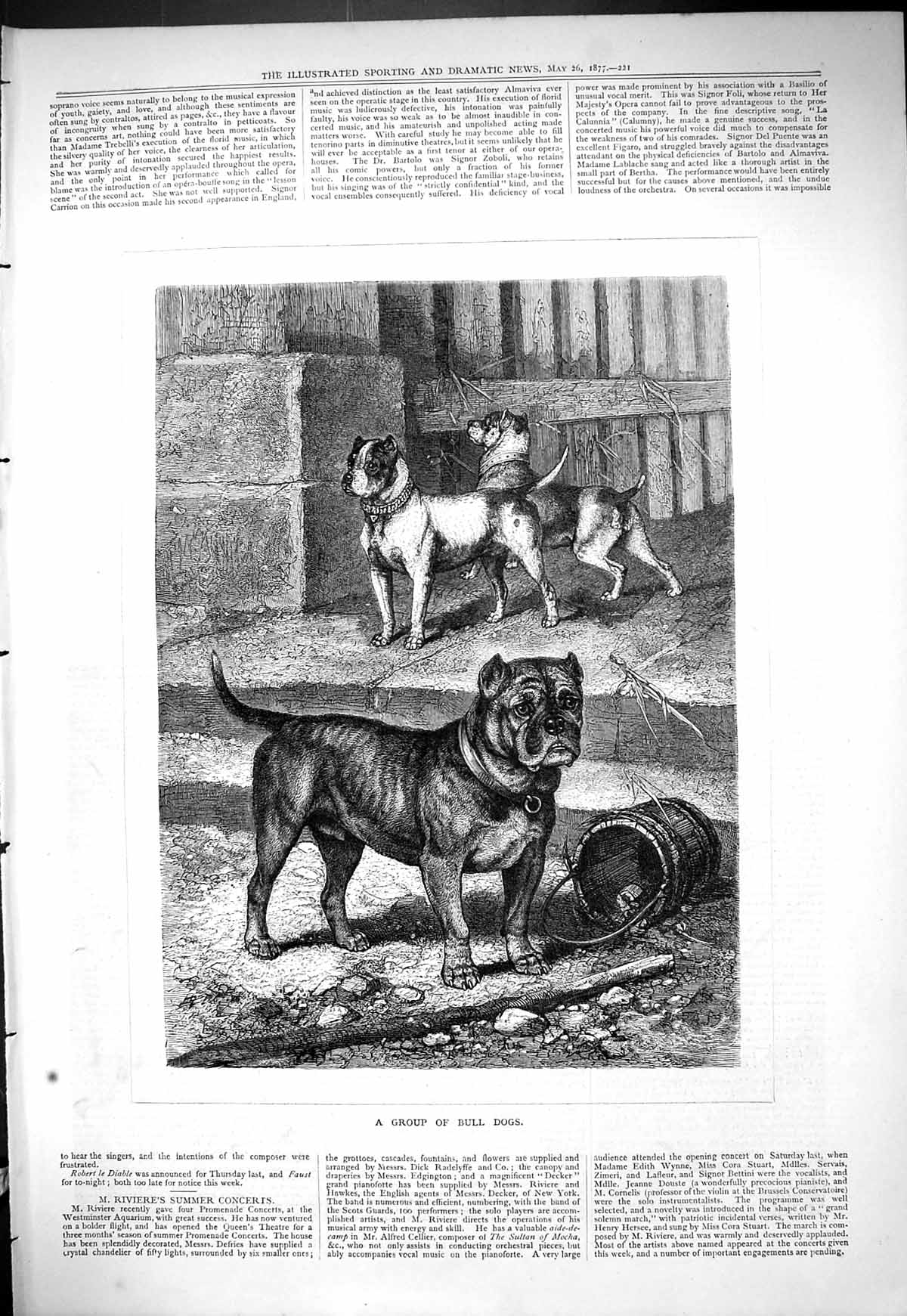 Original Old Antique Print 1877 Group Bull Dogs Pets Animals 19th