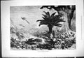 Original Old Antique Print 1877 Peacock Birds Shooting India Hunting Sport 19th
