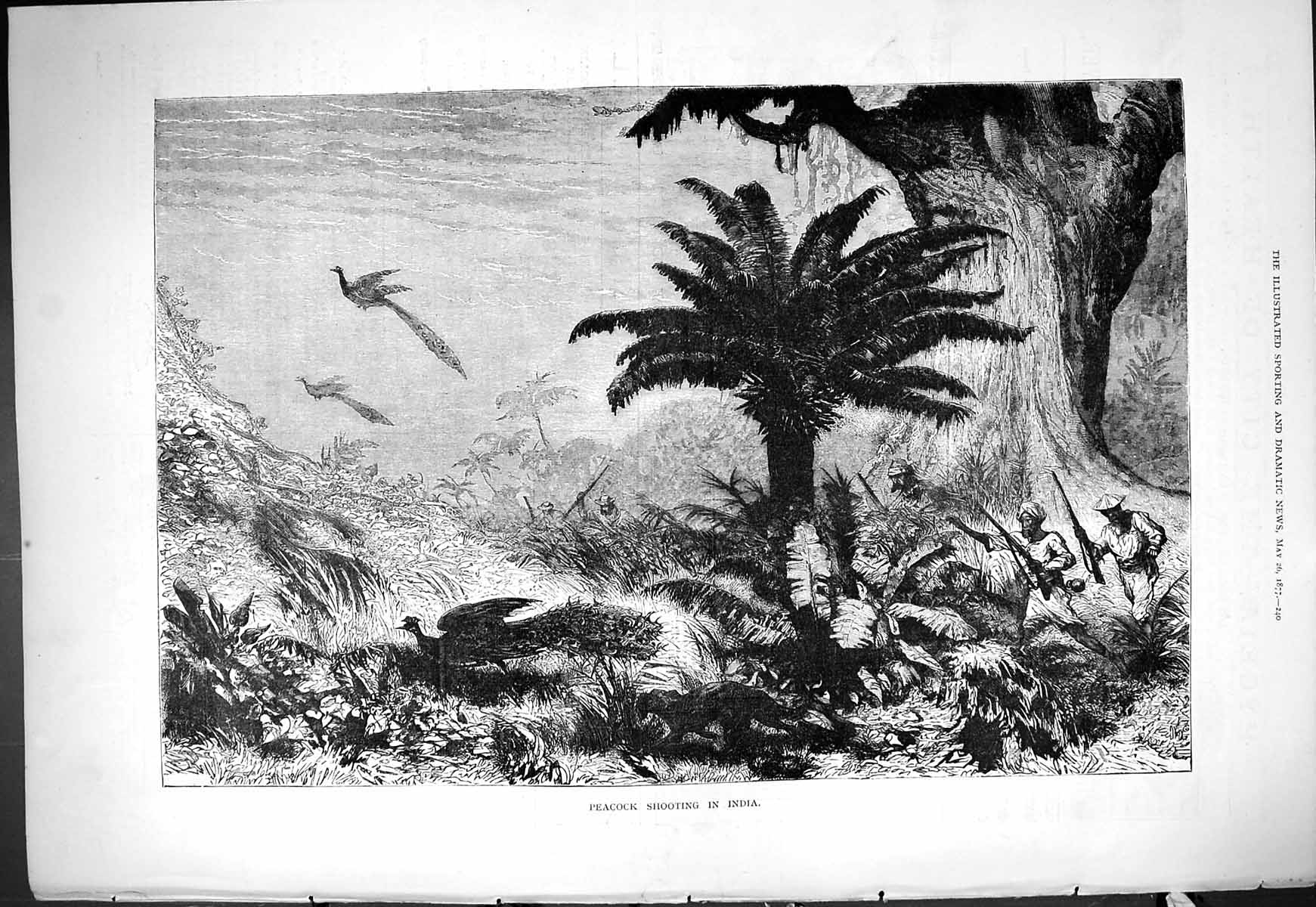 Original Old Antique Print 1877 Peacock Birds Shooting India Hunting Sport 19th