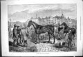 Original Old Antique Print 1877 Horse Sale Smithfield Market 19th
