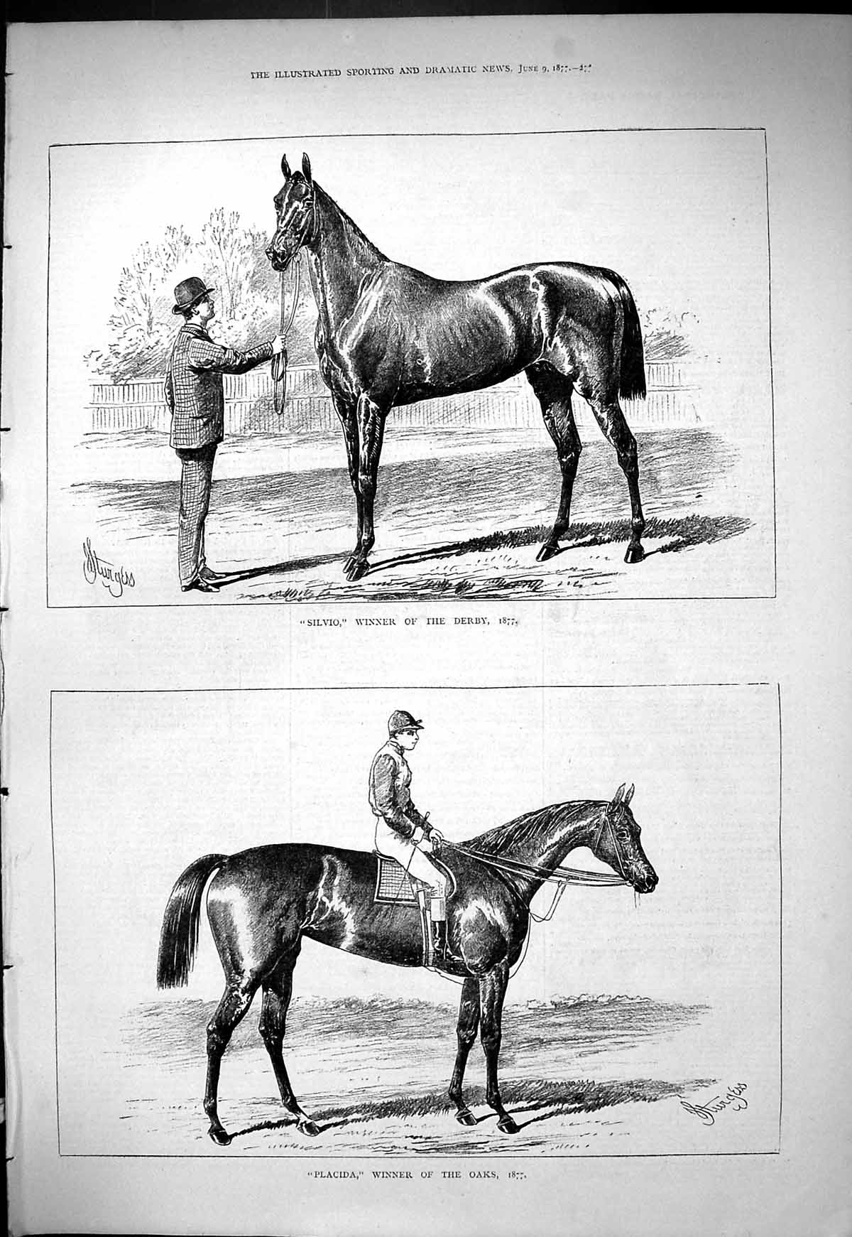 Antique Old Print 1877 Horse Racing Silvio Winner Derby Placida Oaks Sport 19th