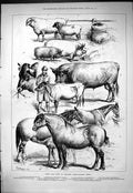 Old Bath Agricultural Show Boar Sheep Ram Ellesmere Partridge Simpson
