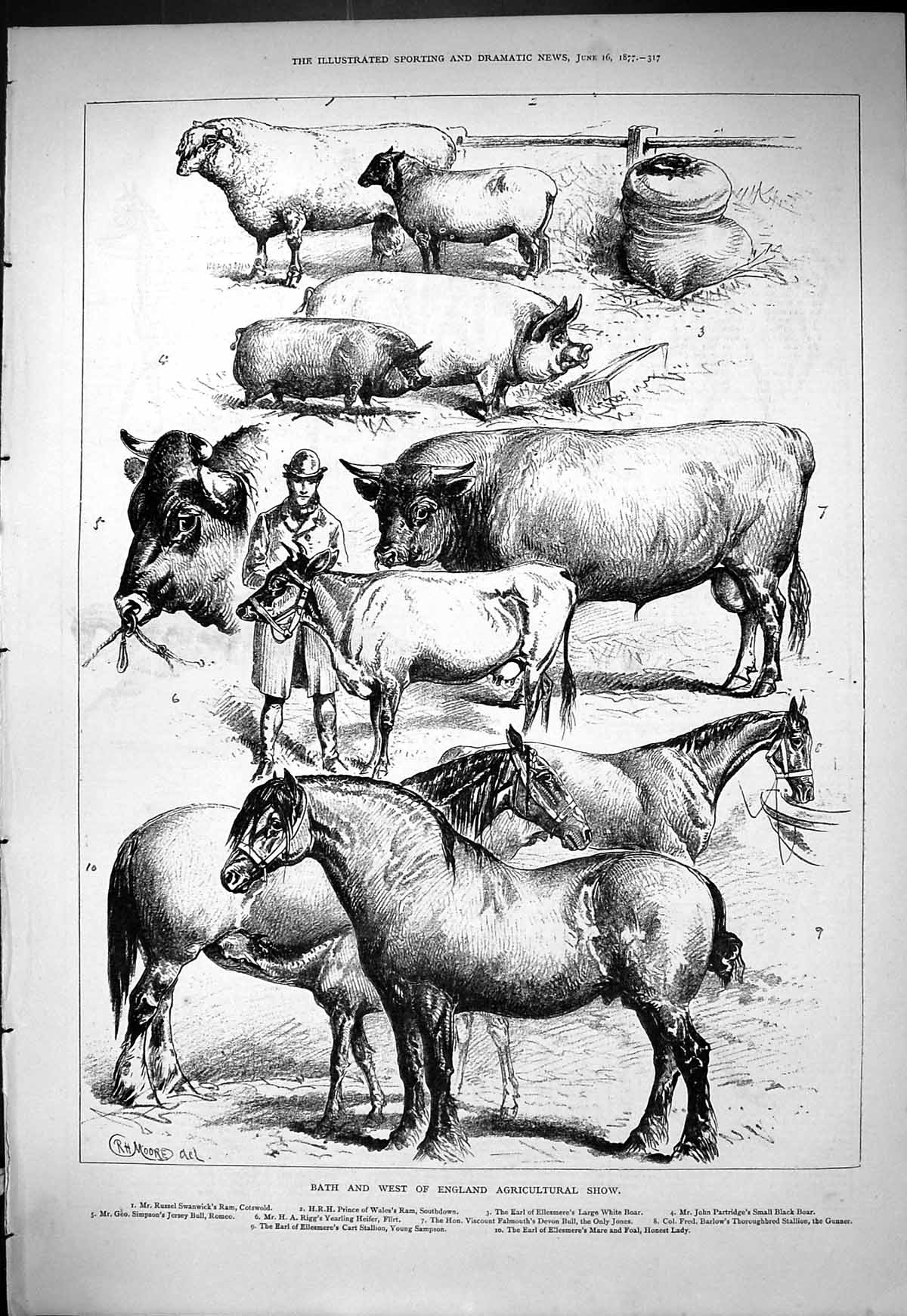Old Bath Agricultural Show Boar Sheep Ram Ellesmere Partridge Simpson