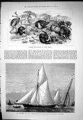 Old 1877 Hunting Ostrich North Africa Schooner Jullanar Florinda Roch Victorian