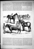 Old 1877 Prize Winners Norfolk Agricultural Show Horses Bull Animals Victorian