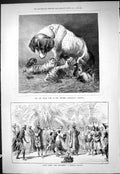 Old 1877 Dog Tiger Cubs Dresden Zoological Gardens Bayadere Russian B Victorian