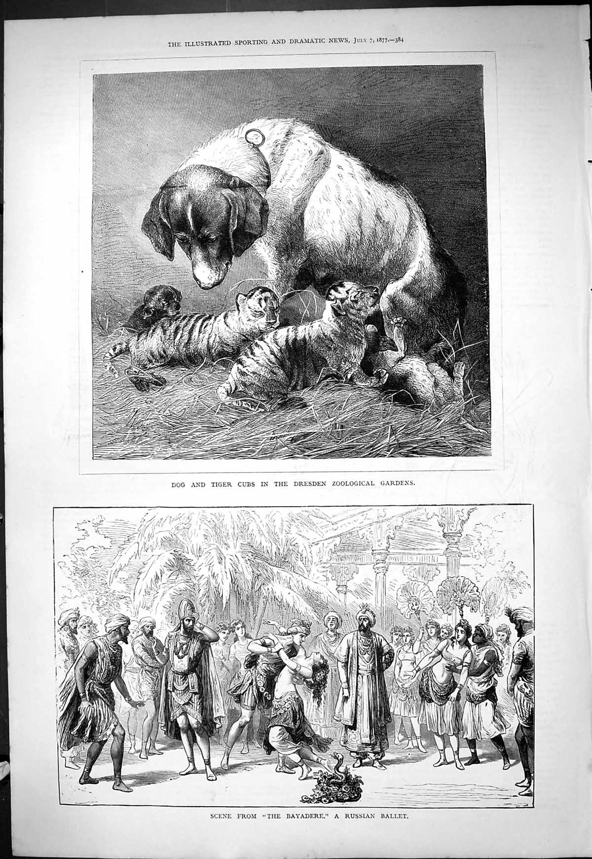 Old 1877 Dog Tiger Cubs Dresden Zoological Gardens Bayadere Russian B Victorian