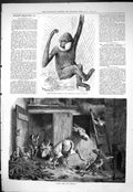 Old White-Cheeked Gibbon Zoological Society Garden 1877 Donkey Stable Victorian