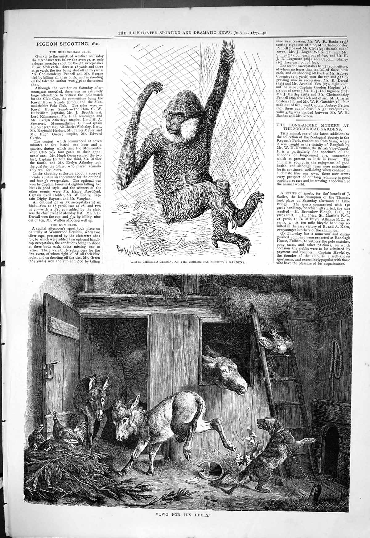 Old White-Cheeked Gibbon Zoological Society Garden 1877 Donkey Stable Victorian