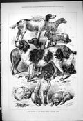 Original Old Antique Print 1877 Prize Winners Kennel Club Dog Show Pets Animals