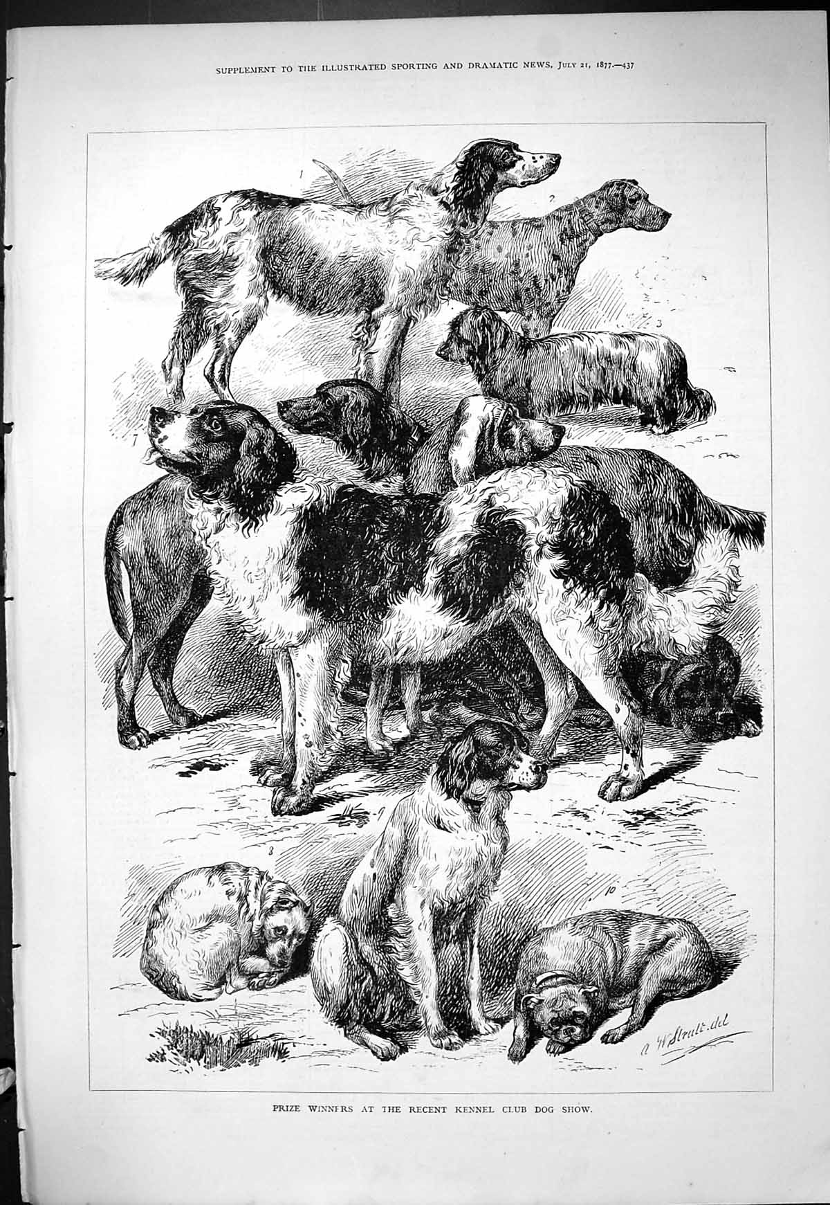 Original Old Antique Print 1877 Prize Winners Kennel Club Dog Show Pets Animals