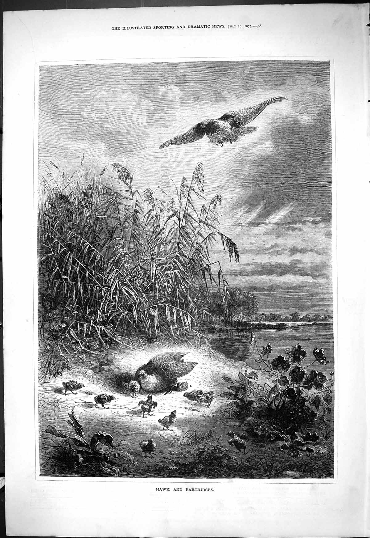 Original Old Antique Print 1877 Hawk Baby Partridges Birds Nature Scene 19th