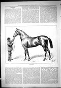 Original Old Antique Print Wallsend Horse Jockey Club Sport 1877 19th