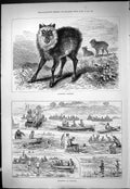 Antique Old Print 1877 Japanese Chamois Swimming River Hendon Boats Fishing