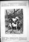 Original Old Antique Print 1877 Brace Pointers Hounds Dogs 19th