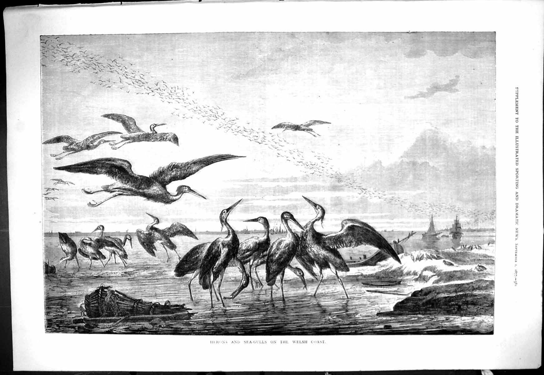 Old Antique Print 1877 Birds Beach Sea Scene Coast Wales Herons Sea-Gulls 19th
